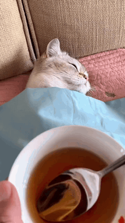 猫gif这表情哈哈哈哈真的很像大郎