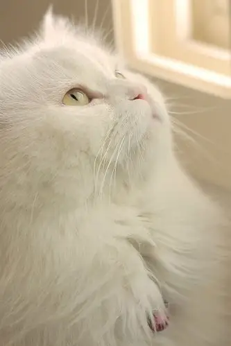 白猫看窗口 640x1136 iphone 5/5s/5c/se 壁纸,图片,背景,照片