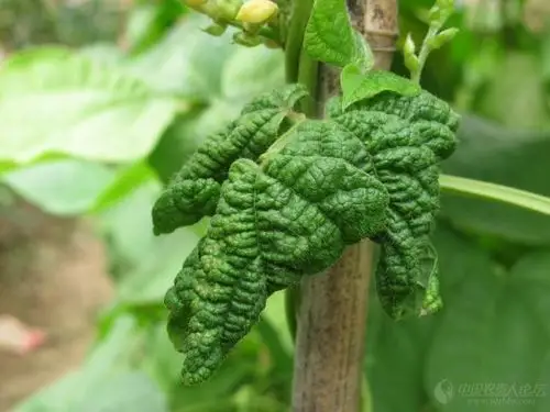 芸豆什么病害如何防治