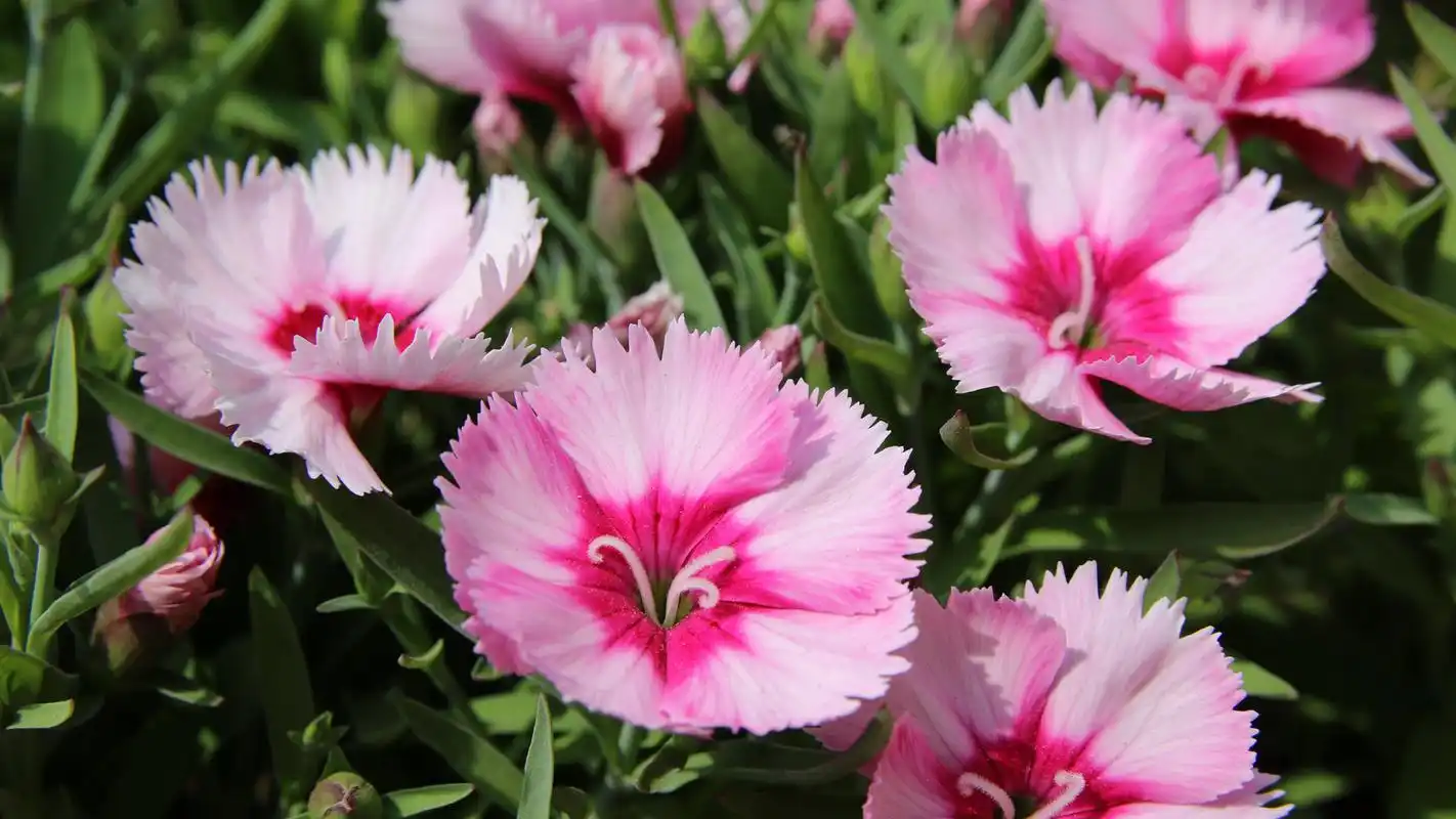 石竹花微距摄影高清桌面壁纸