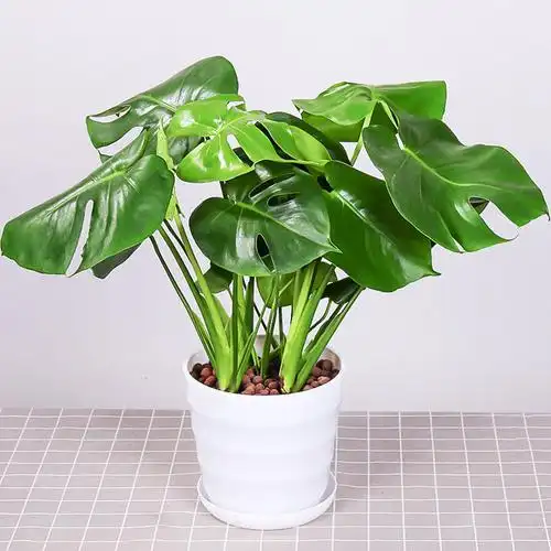 龟背竹大型盆栽绿植室内办公室清新空气四季常青水培大叶植物包邮