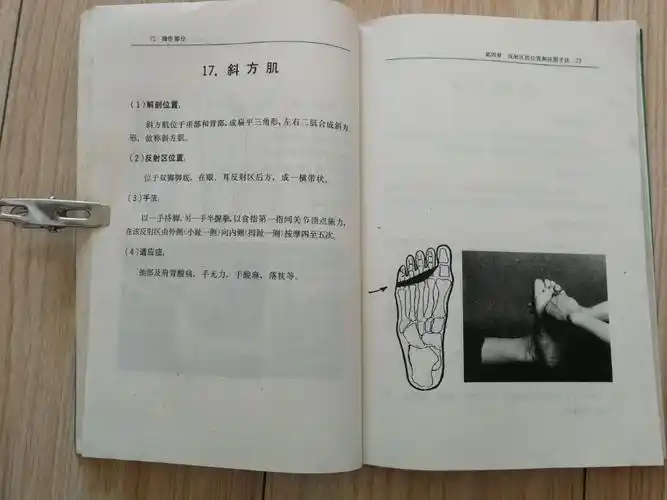 17.斜方肌
