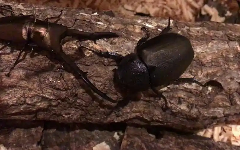 暴躁女孩,南洋大兜母虫 vs 美他利佛锹甲