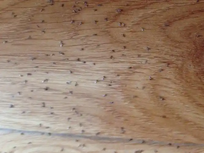 家里地板有很多虫子,怎么整治