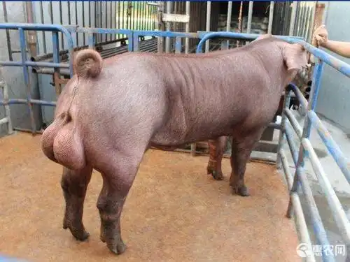杜洛克猪发情母猪杜洛克公猪大约克公猪长白公猪