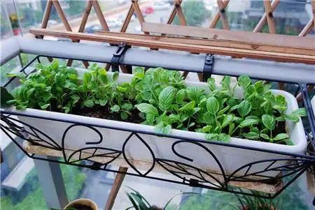 阳台种菜可以用什么样的土