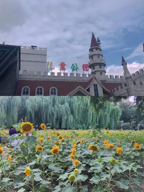 哈尔滨儿童公园愿我们如向日葵般向阳而生