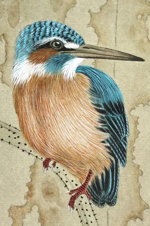 工笔花鸟《翠鸟》步骤,好学实用!