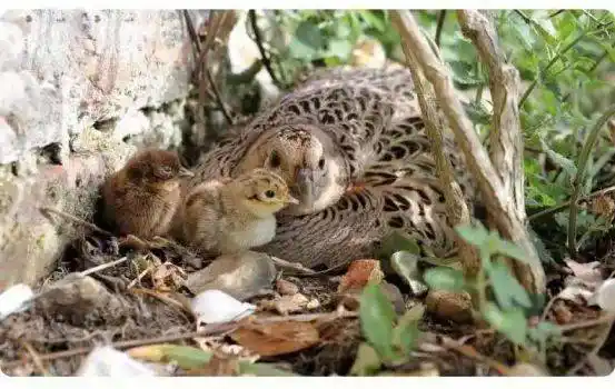 家鸡不如野鸡香!野山鸡5折优惠,肉质紧实鲜美又健康!