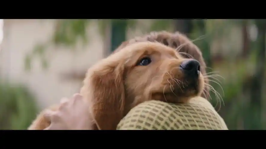 【猴姆独家】超暖新作《一条狗的使命》曝光全新片段!