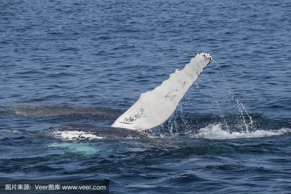 座头鲸鳍状鳍状胸鳍