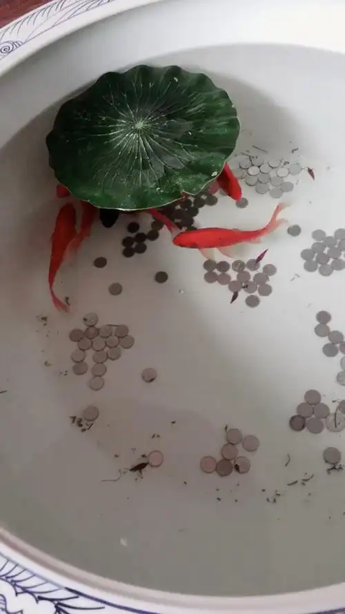 发财鱼啊!见着祝你年年大发,给个免费的小呗!