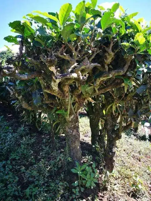 普洱茶大乔木和小乔木怎么区分?