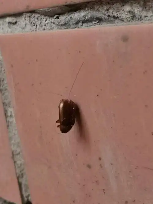 看起来也不像呀.不知道这个小玩意咬不人咬人?百度识图也搜不到.