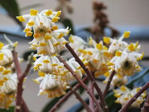 三拍小区结香花