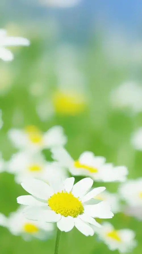 小雏菊手机壁纸