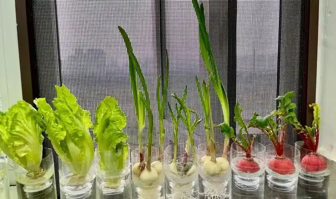 上海男子用水培法让蔬菜再生掌握这方法你也可以在家种菜了