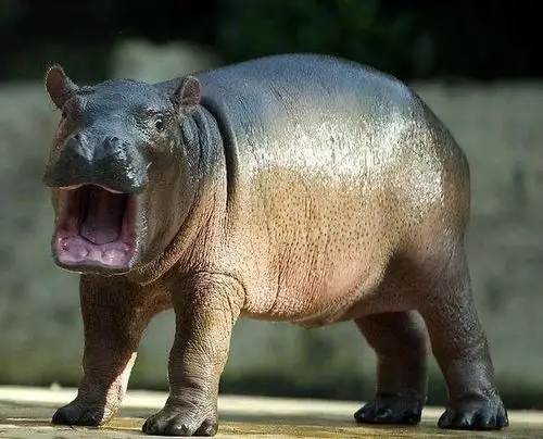 面丑心善的河马竟然是敏感肌.