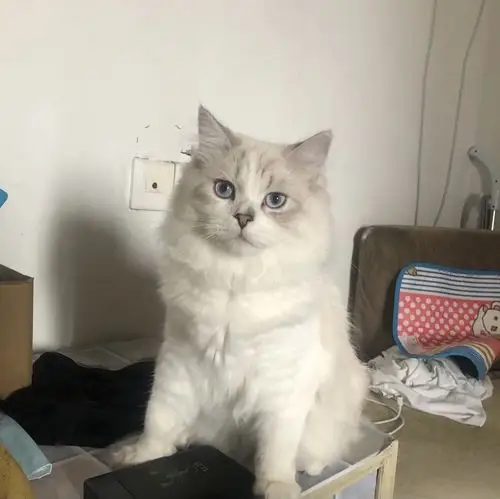 品种猫串串体质是会好点还是更容易生病