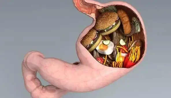 人类的胃是一个空腔器官,胃壁有延展性,因此整个胃很有弹性,在排空和