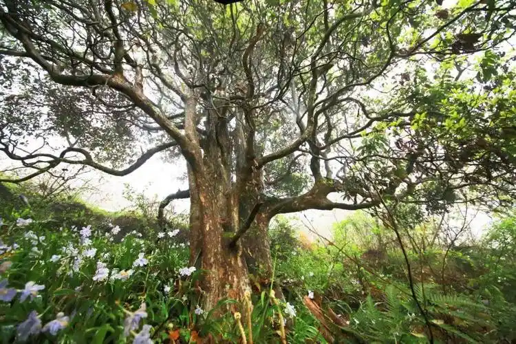 深山古树 老鹰"新"茶_巫溪_重庆_茶树