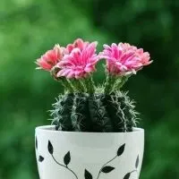 清新好看的仙人球头像