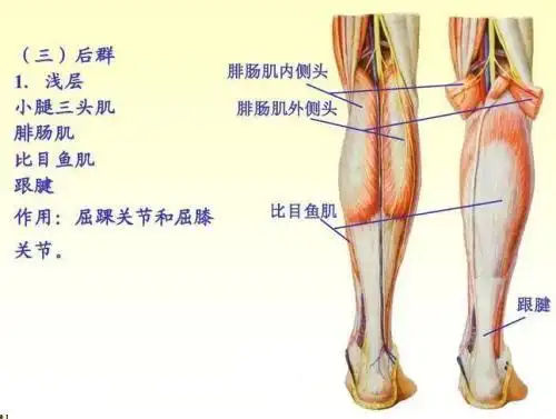 训练小腿肌肉的绝佳动作小腿提踵小腿肌肉也不容忽视