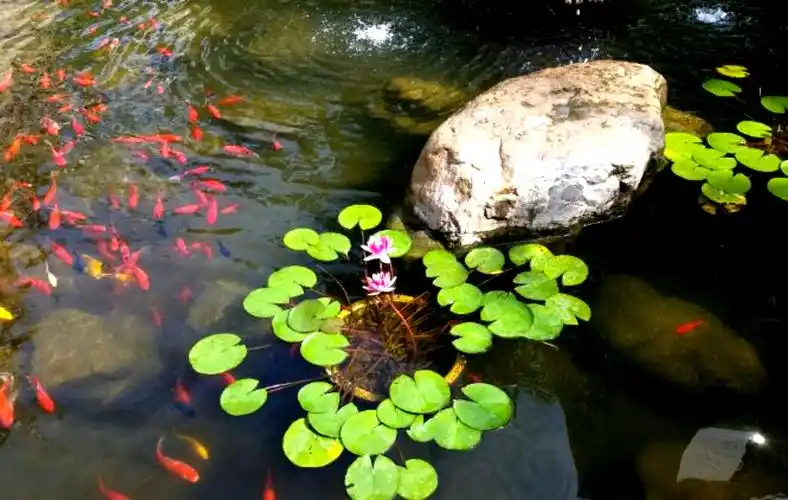 夏天,水榭花都小区内的池塘里荷花开啦!绿色荷叶也很诱人