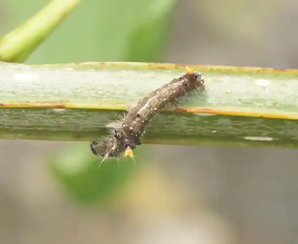 杨扇舟蛾低龄幼虫杨小舟蛾高龄幼虫对于较低的杨树,建议进行喷雾防治