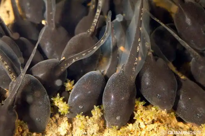 蝌蚪图片_图片大全