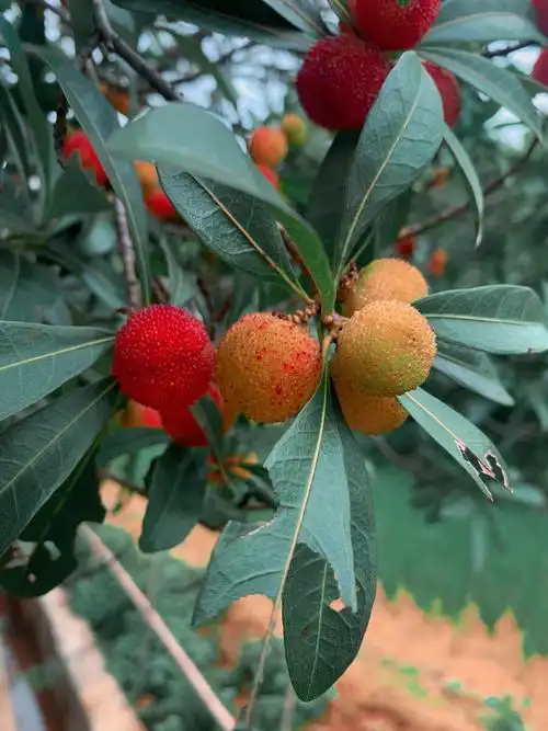 野生杨梅还不是很熟不过有一点酸味哦