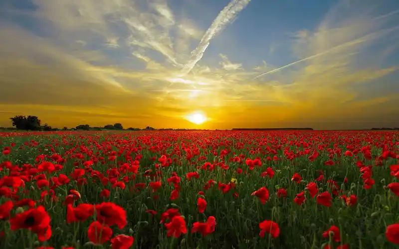 旭日东升壁纸图片