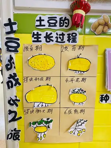 探究土豆的生长过程
