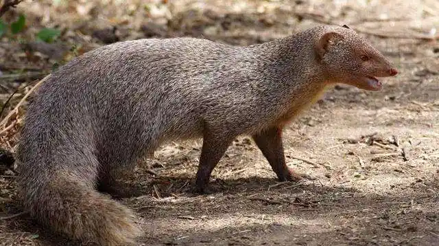 蛇獴为什么是蛇的天敌 它们为什么能够不怕蛇毒并且免疫