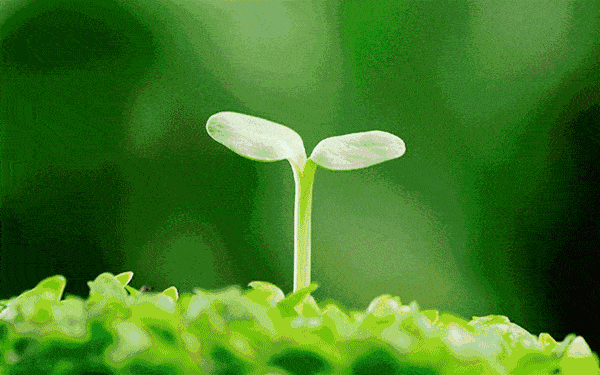 植树招募建党百年的春光里一起去飞龙湖畔种棵树吧