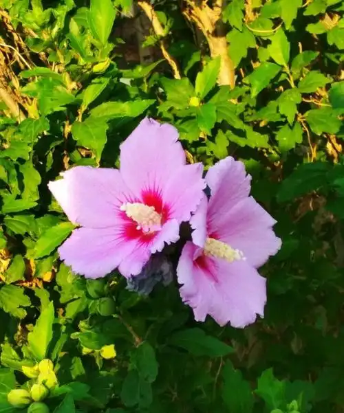 港城的初冬,鲜花开放,依然是那么婀娜多姿.