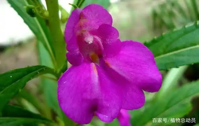 凤仙花果实里有多少粒种子