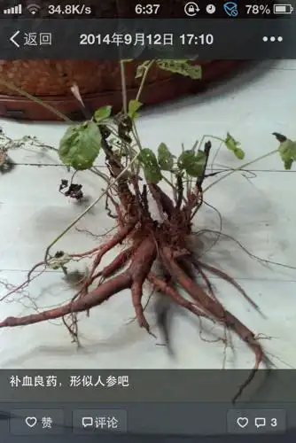 闽北松溪俗名红根.请问真实药名是什么?其炖鸡,汤呈血红色.