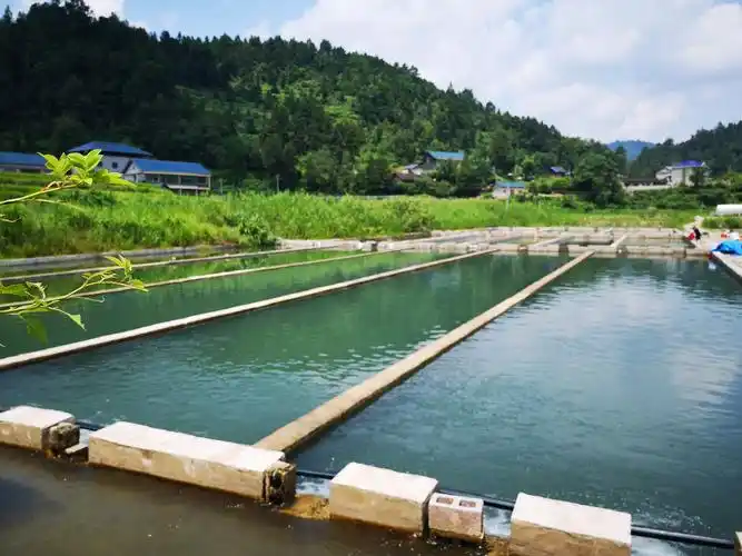 岑巩凯本镇:冷水养出生态鱼