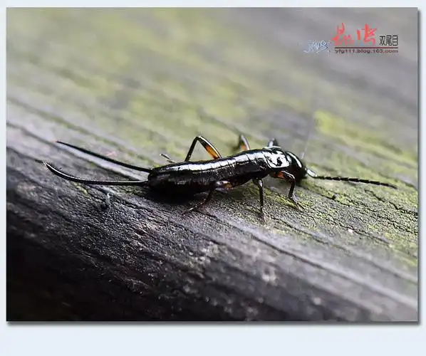 双尾目昆虫因腹末有1对尾铗,小时候我们称它为双尾虫或铗铗虫