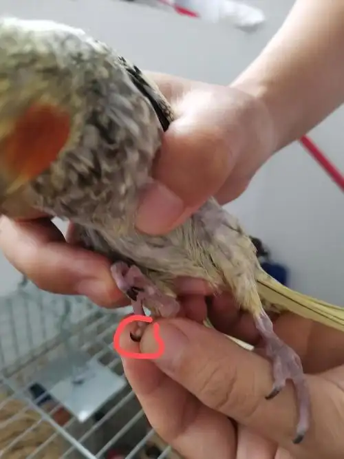 玄凤爪子上长了一个圆形的白点