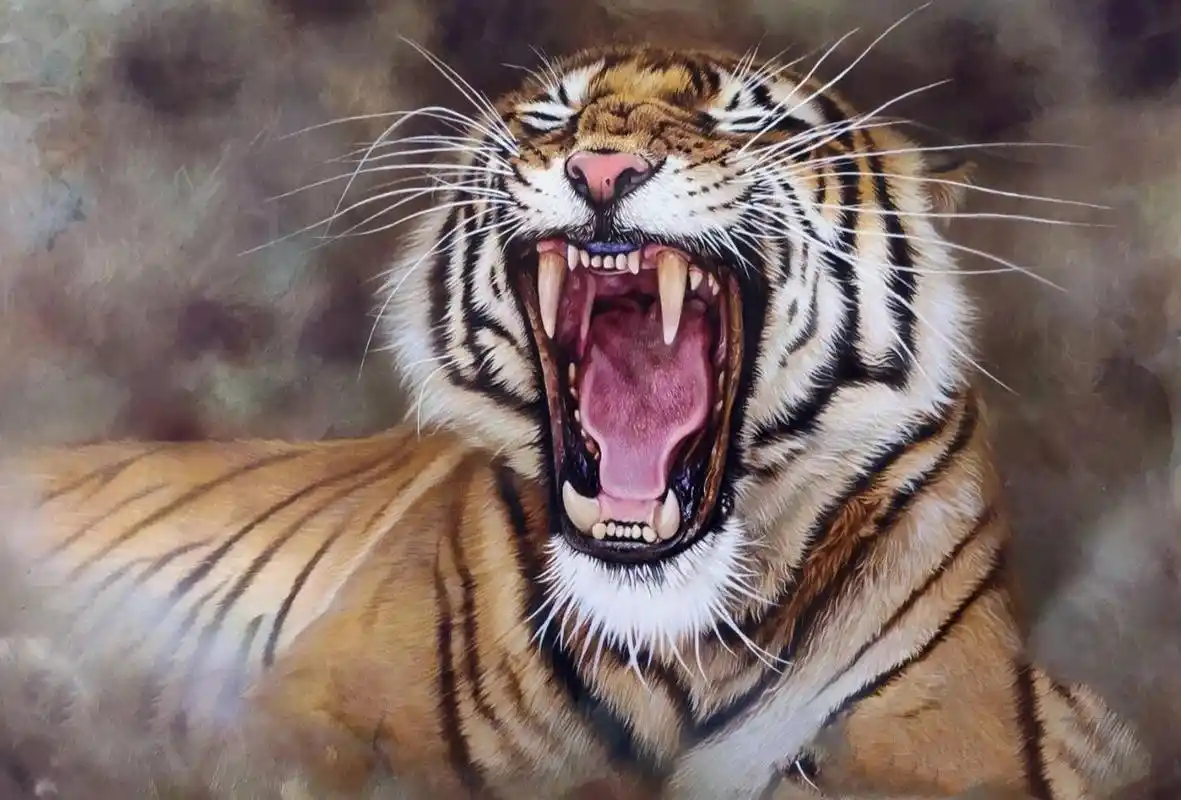 老虎狮子速写绘画方法讲解 后面几张图是我在小红书准备要临摹的作品