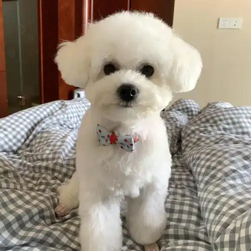 【日记】比熊茶米的成长记录(多图预警)