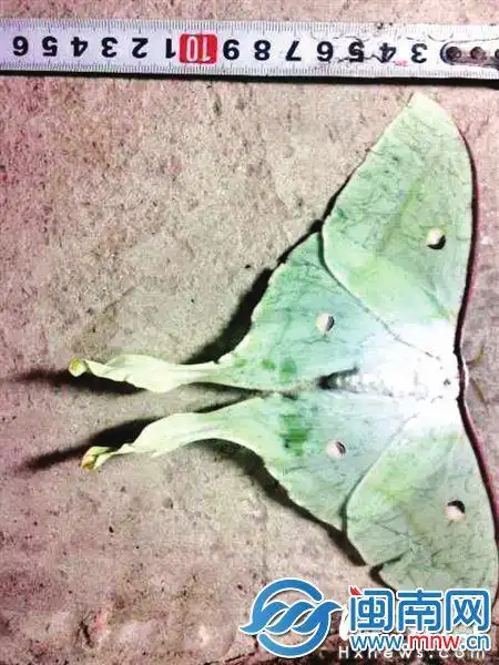 福州市民家中惊现超大绿尾飞蛾 比手掌还大