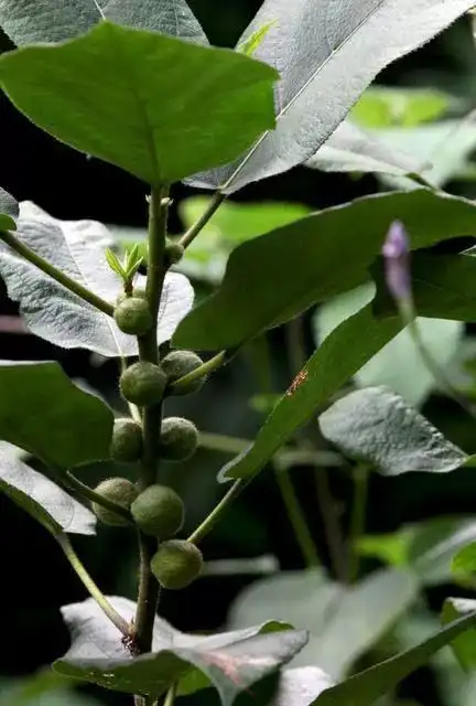 七指毛桃的功效与作用,七指毛桃的功效与作用禁忌(五指毛桃 七指,三指