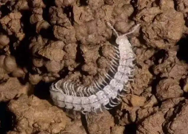 这是透明的蜈蚣吗?