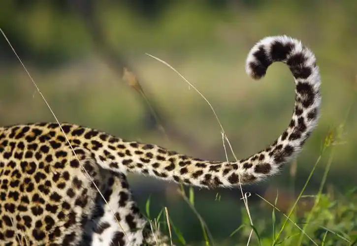 白天,侧面,美景,植物,豹子,野生动物,非洲,南非,一头,朦胧,模糊,尾巴