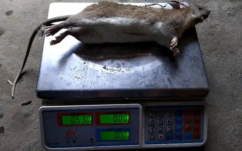 这么大的老鼠你们见过吗?我们这边叫芦鼠,长在山上的,吃起来特好香