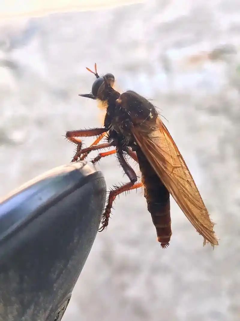 虻[méng]虻是分布在各地最能吸血的昆虫.最常见的是牛虻. - 抖音