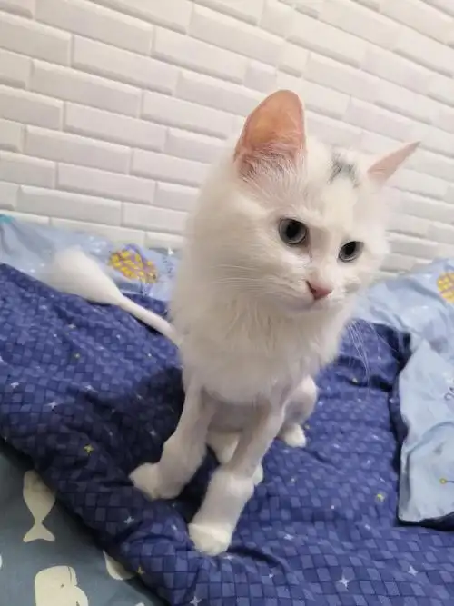 纯白狮子猫400送猫咪全套用品